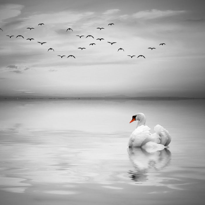 wunderschöner Schwan auf See, Glasbild Quadratisch