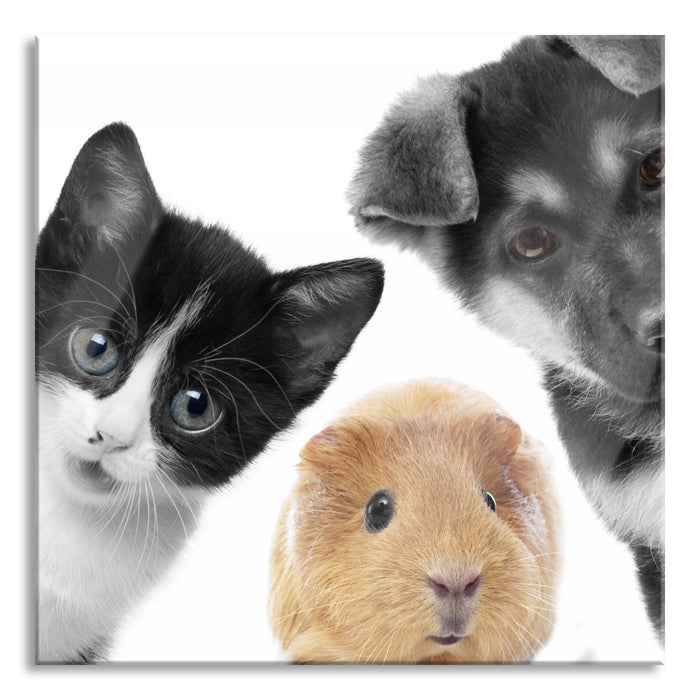 Trio Hund Katze Meerschweinchen, Glasbild Quadratisch