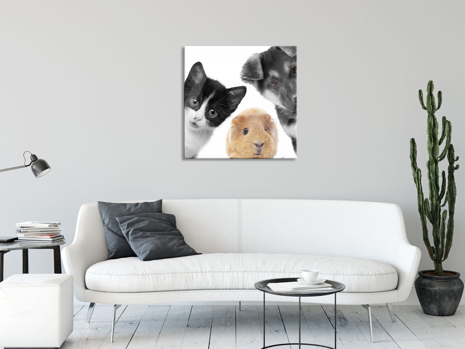 Trio Hund Katze Meerschweinchen, Glasbild Quadratisch