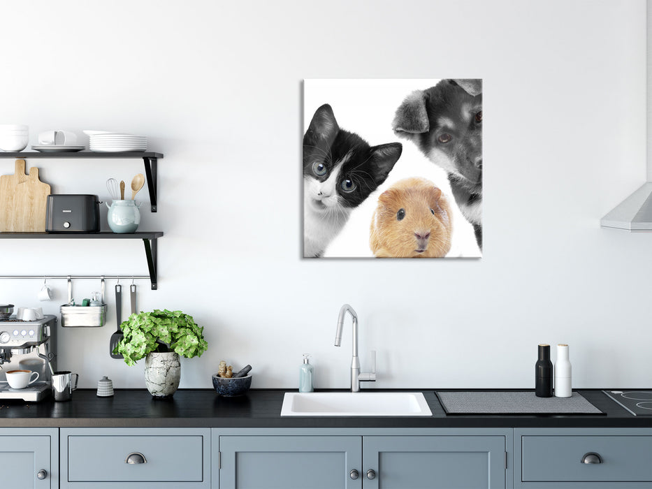 Trio Hund Katze Meerschweinchen, Glasbild Quadratisch