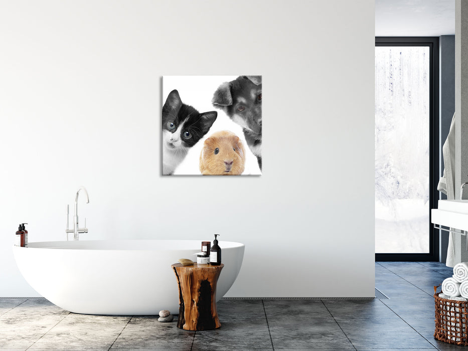 Trio Hund Katze Meerschweinchen, Glasbild Quadratisch