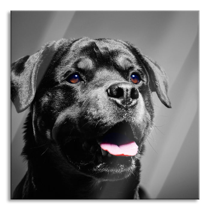 aufmerksamer Rottweiler, Glasbild Quadratisch