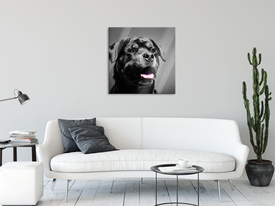 aufmerksamer Rottweiler, Glasbild Quadratisch