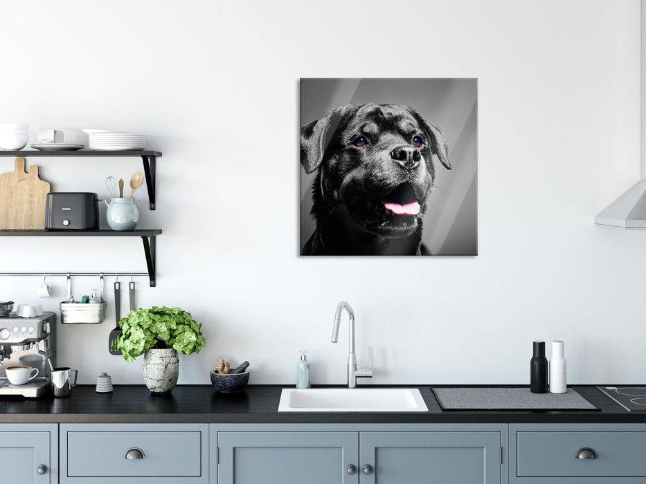 aufmerksamer Rottweiler, Glasbild Quadratisch