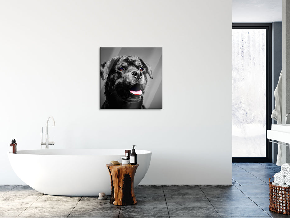 aufmerksamer Rottweiler, Glasbild Quadratisch