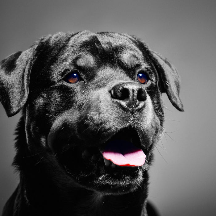 aufmerksamer Rottweiler, Glasbild Quadratisch