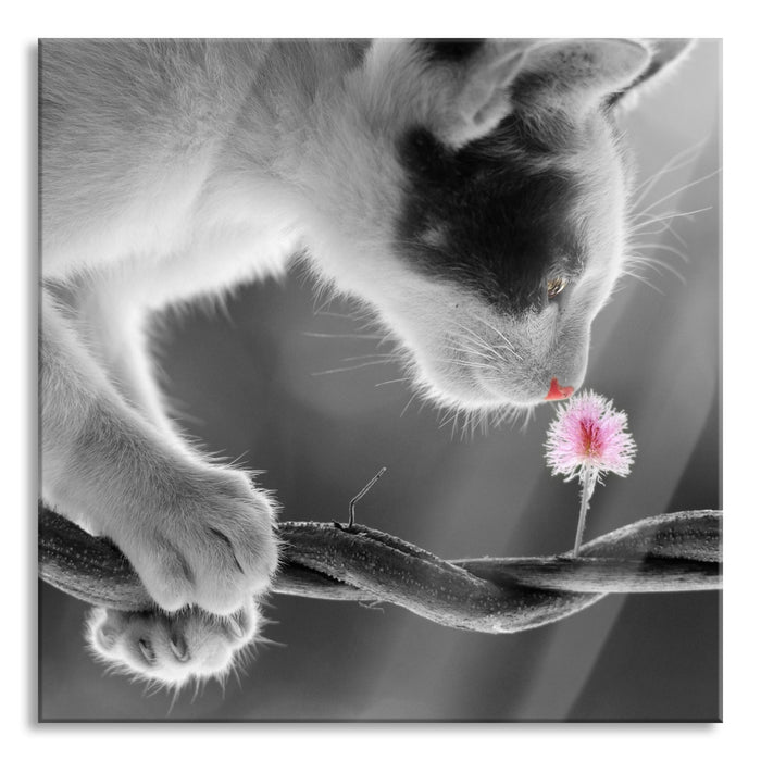 Pixxprint niedliche Katze mit Blüte, Glasbild Quadratisch