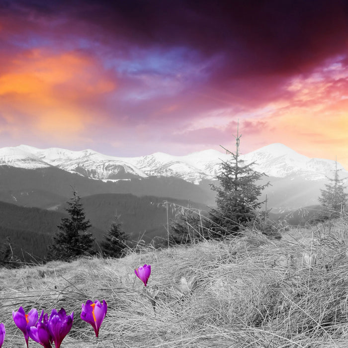 schöne Krokusse auf Alpenwiese, Glasbild Quadratisch