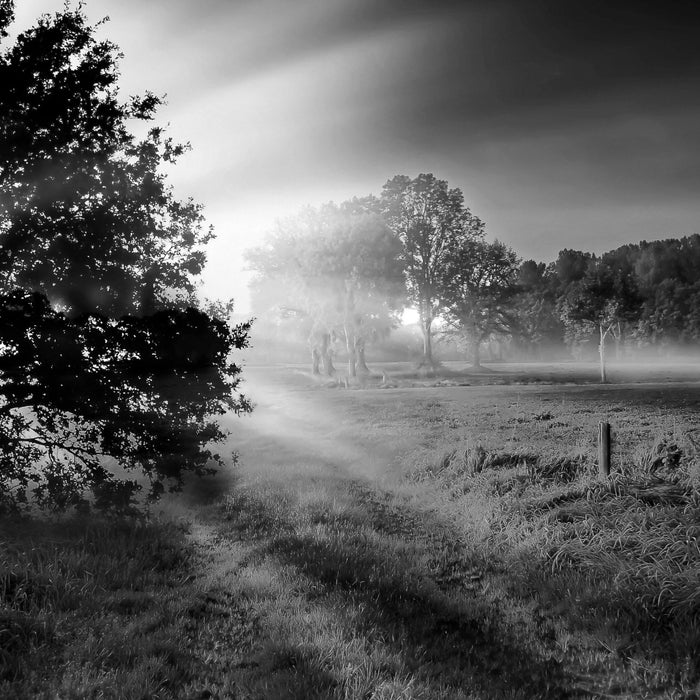 schöne Lichtung im Wald, Glasbild Quadratisch