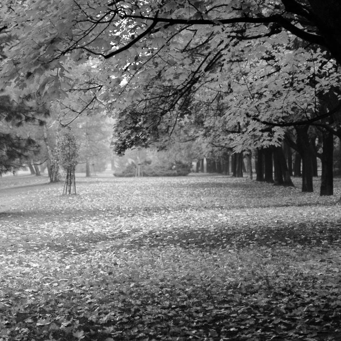 schöner Park im Herbst, Glasbild Quadratisch