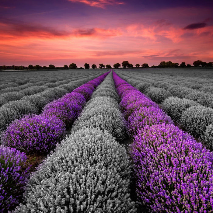 Lavendelfeld in der Provence, Glasbild Quadratisch