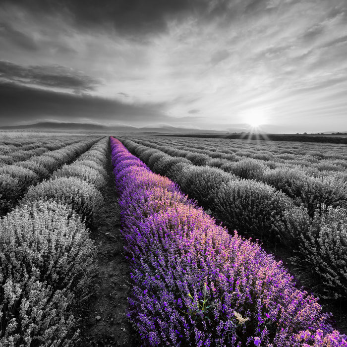 Lavendelfeld in der Provence, Glasbild Quadratisch