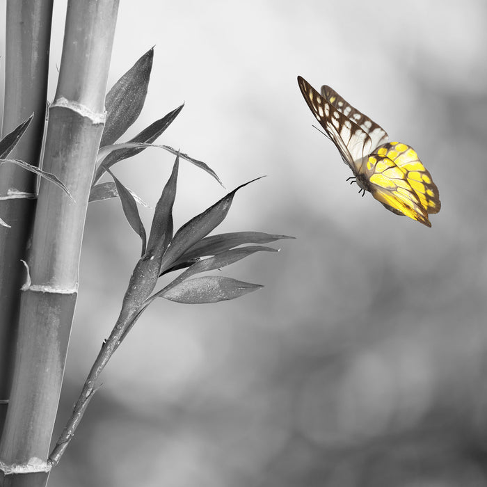 schöner Schmetterling vor Bambus, Glasbild Quadratisch