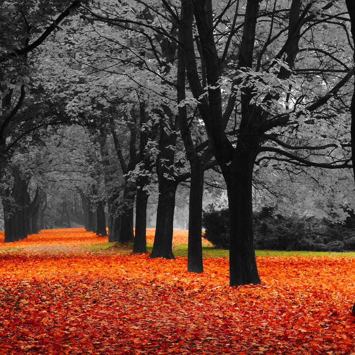 schöner Waldweg im Herbst, Glasbild Quadratisch