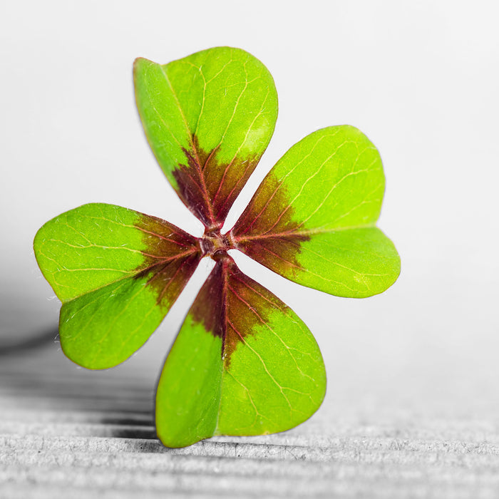 Kleeblatt Glücksklee, Glasbild Quadratisch