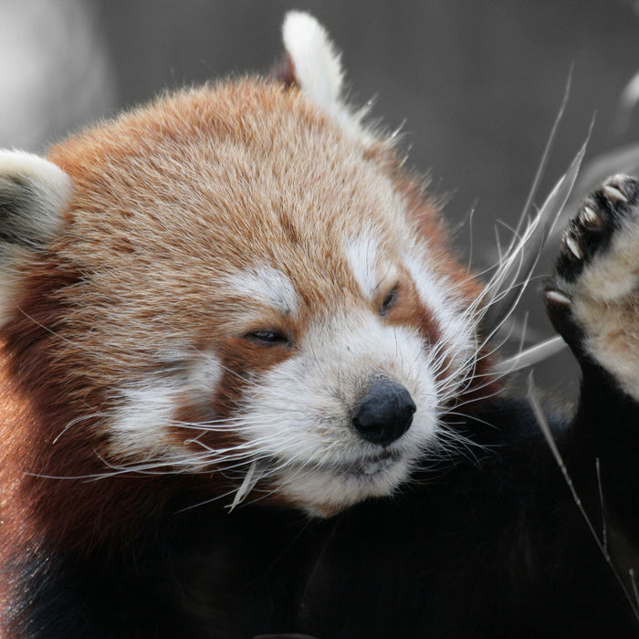 süßer Panda sagt Hallo, Glasbild Quadratisch