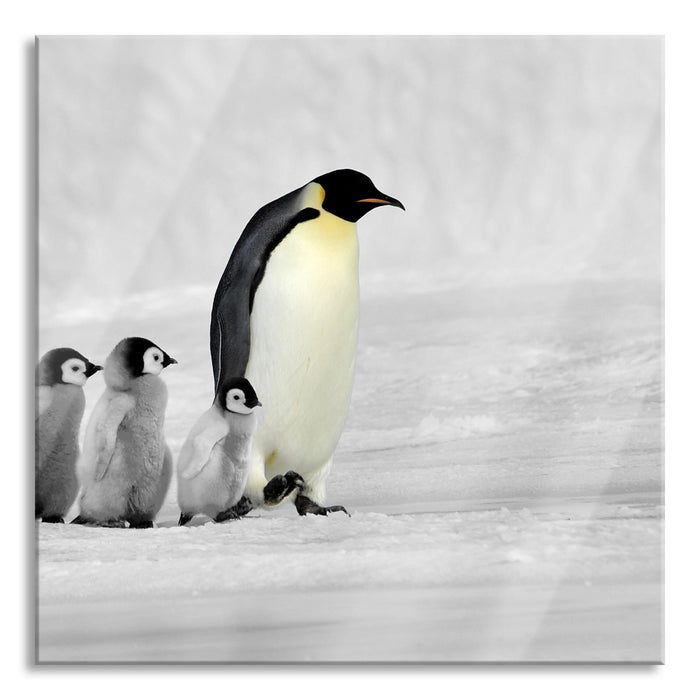 Pixxprint 4 Kaiserpinguine im Schnee, Glasbild Quadratisch