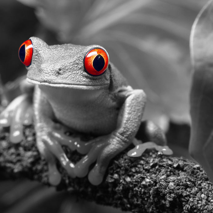 Süßer Rotaugenlaubfrosch auf Ast, Glasbild Quadratisch