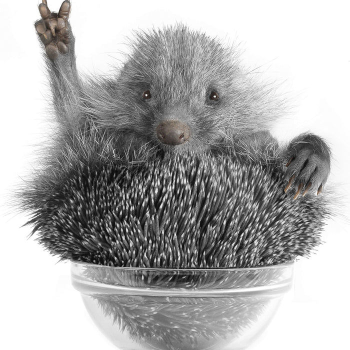 Igel in einer Schüssel, Glasbild Quadratisch