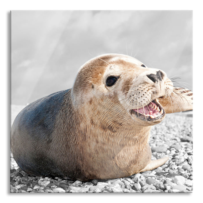 Babyrobbe am Strand, Glasbild Quadratisch