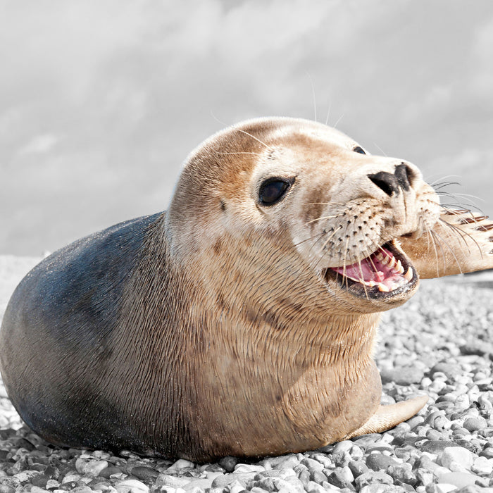 Babyrobbe am Strand, Glasbild Quadratisch