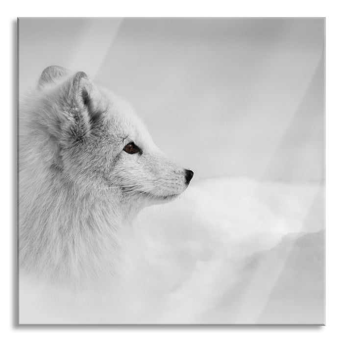 Pixxprint Anmutiger Polarfuchs im Schnee, Glasbild Quadratisch