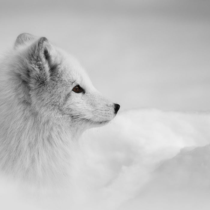 Anmutiger Polarfuchs im Schnee, Glasbild Quadratisch