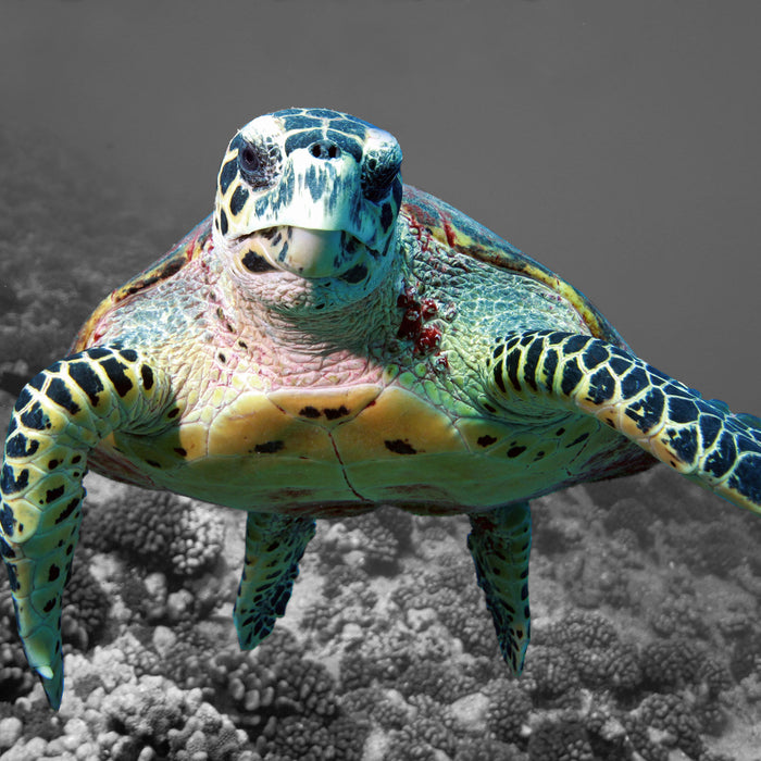 Schildkröte Korallenriff, Glasbild Quadratisch