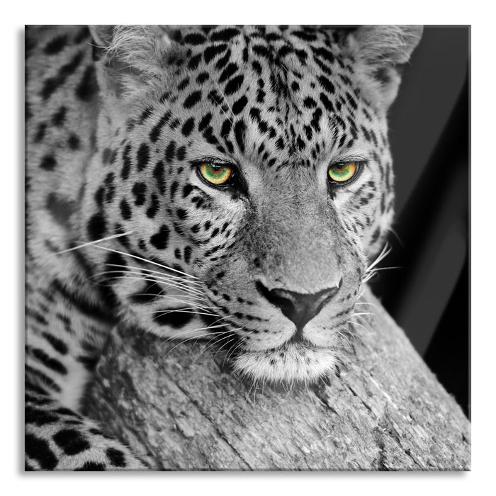 ruhender Leopard, Glasbild Quadratisch