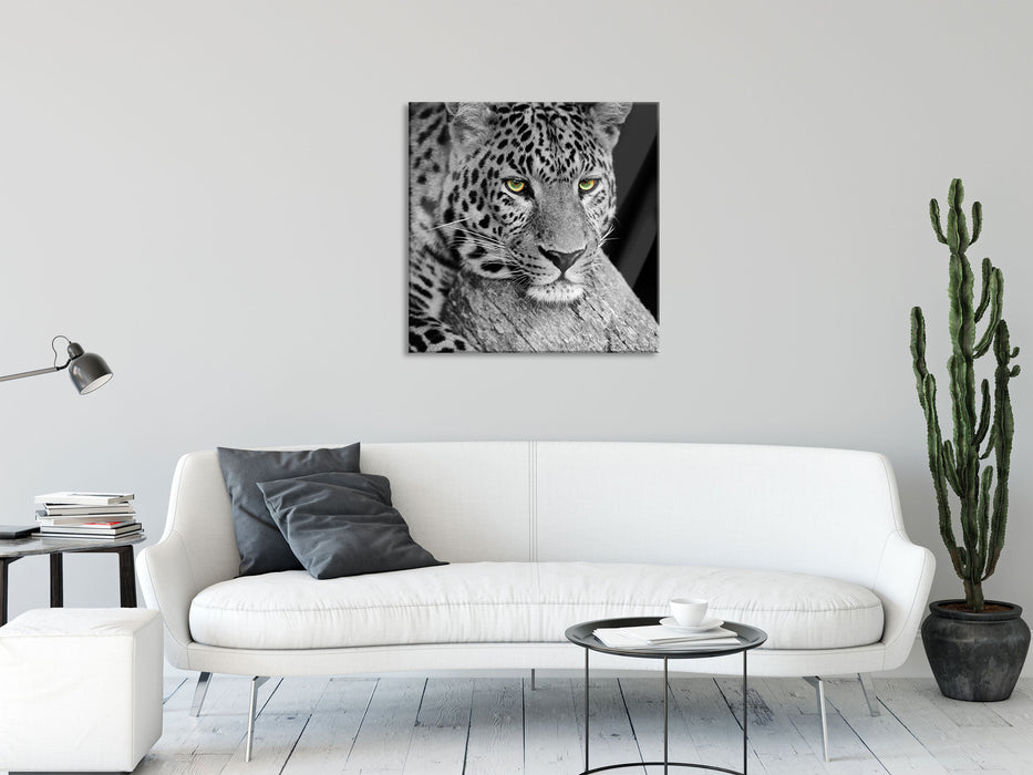 ruhender Leopard, Glasbild Quadratisch