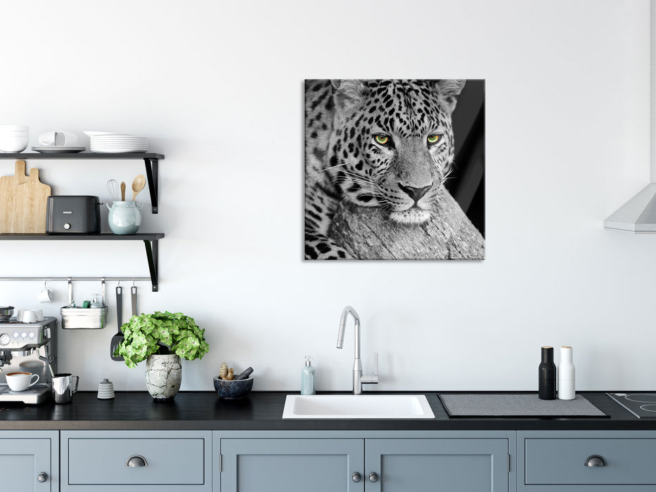 ruhender Leopard, Glasbild Quadratisch