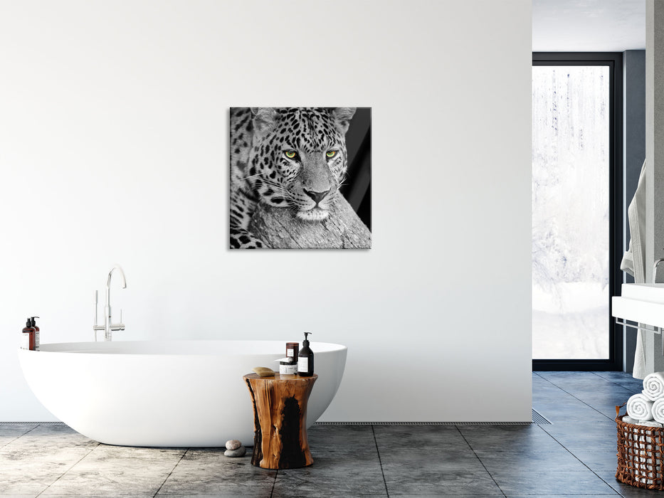 ruhender Leopard, Glasbild Quadratisch