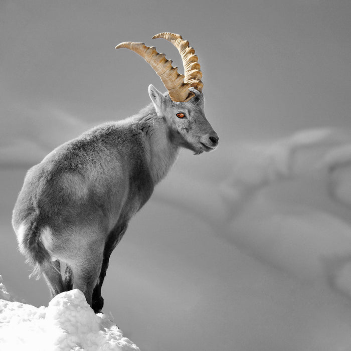 schöner Steinbock im Schnee, Glasbild Quadratisch