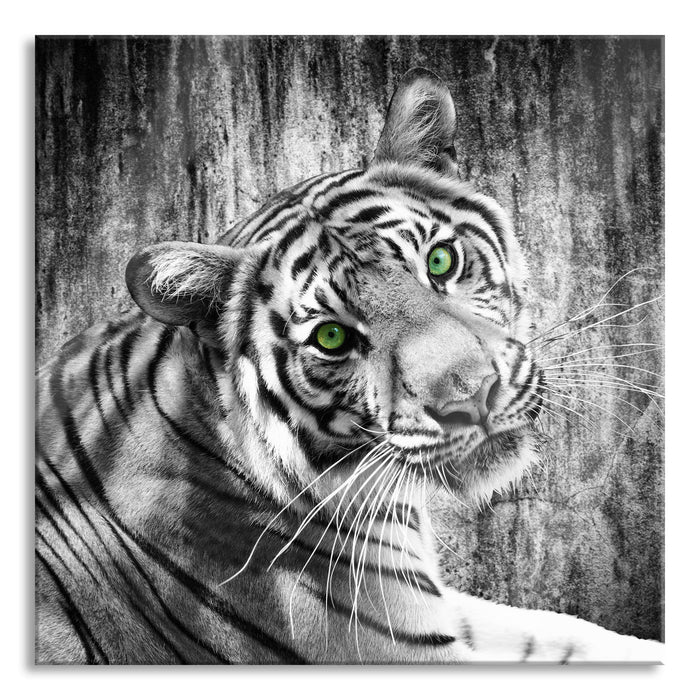 schöner neugieriger Tiger, Glasbild Quadratisch