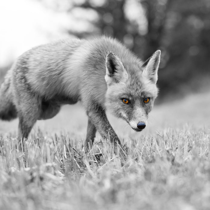 wunderschöner Fuchs, Glasbild Quadratisch