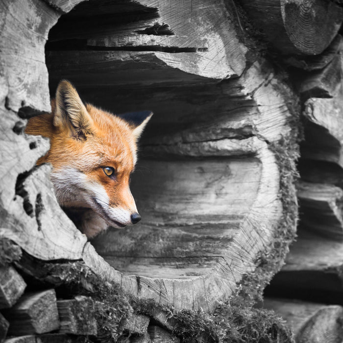 schöner Fuchs im Baumstamm, Glasbild Quadratisch