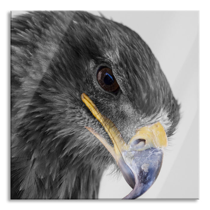 Pixxprint wunderschöner Adler im Portrait, Glasbild Quadratisch