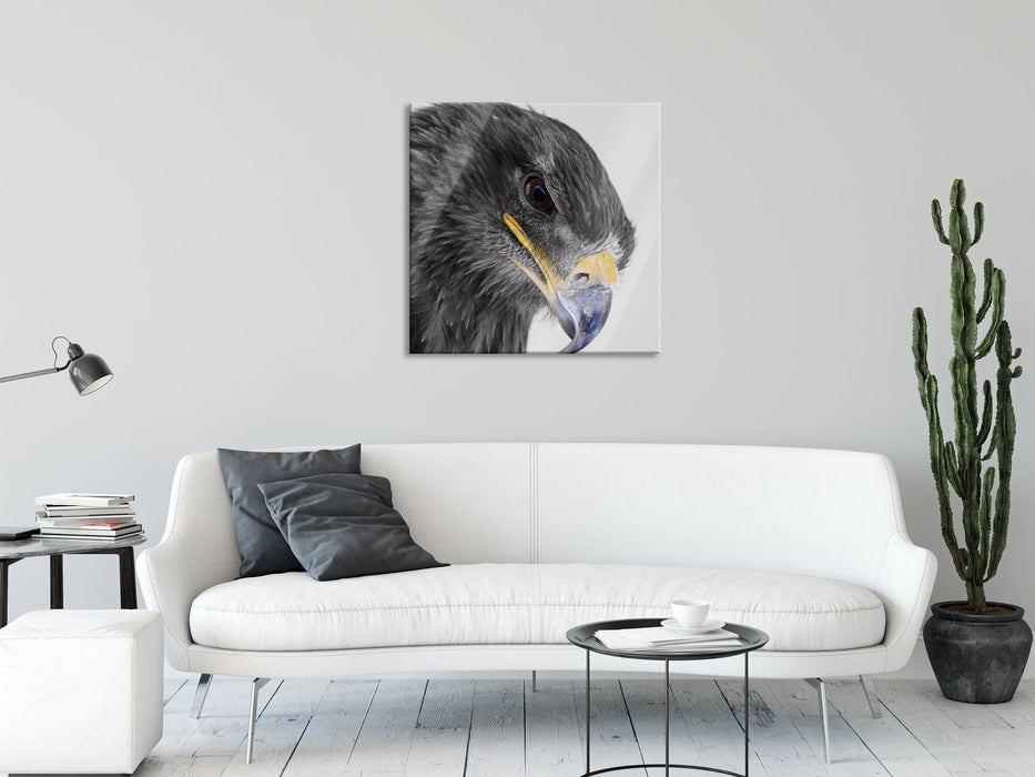 wunderschöner Adler im Portrait, Glasbild Quadratisch