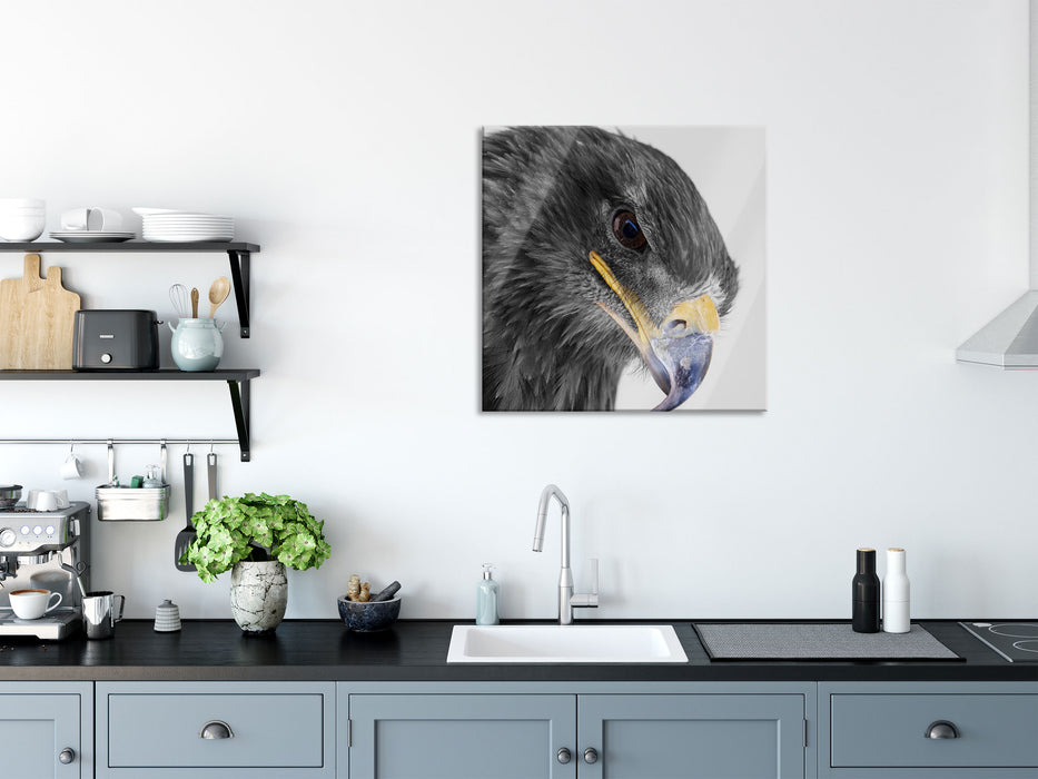 wunderschöner Adler im Portrait, Glasbild Quadratisch