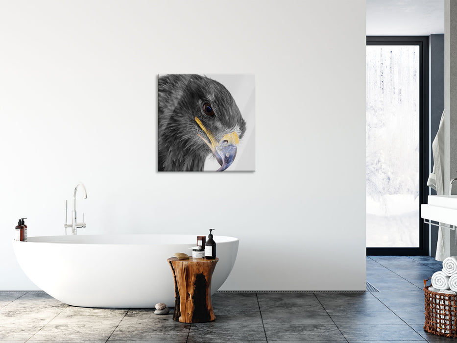 wunderschöner Adler im Portrait, Glasbild Quadratisch