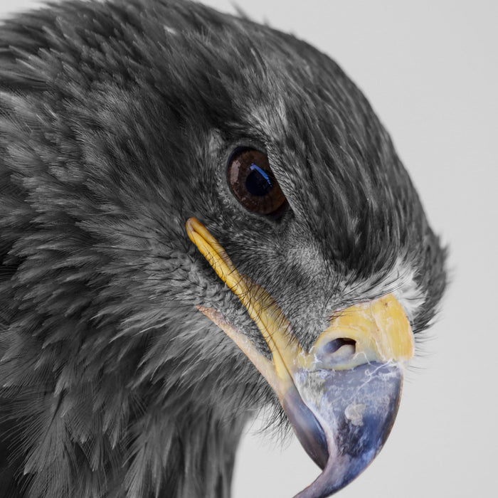 wunderschöner Adler im Portrait, Glasbild Quadratisch