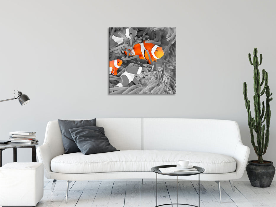 süße Clown Fische in Anemone, Glasbild Quadratisch