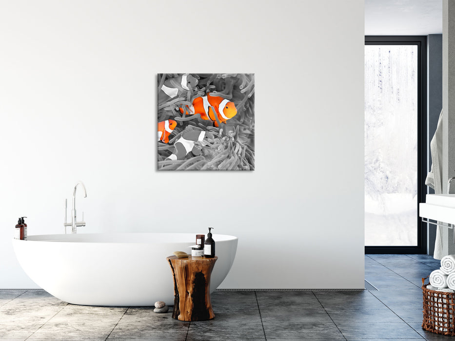 süße Clown Fische in Anemone, Glasbild Quadratisch