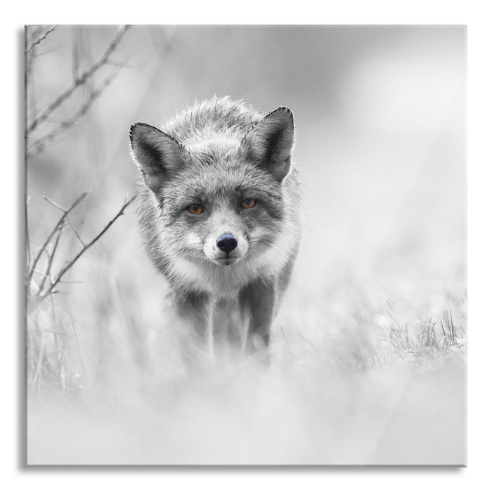 Pixxprint hübscher schleichender Fuchs, Glasbild Quadratisch