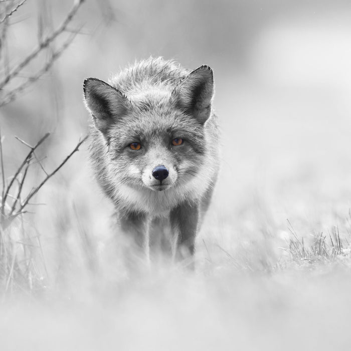 hübscher schleichender Fuchs, Glasbild Quadratisch