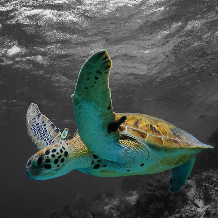 Schildkröte über dem Riff, Glasbild Quadratisch