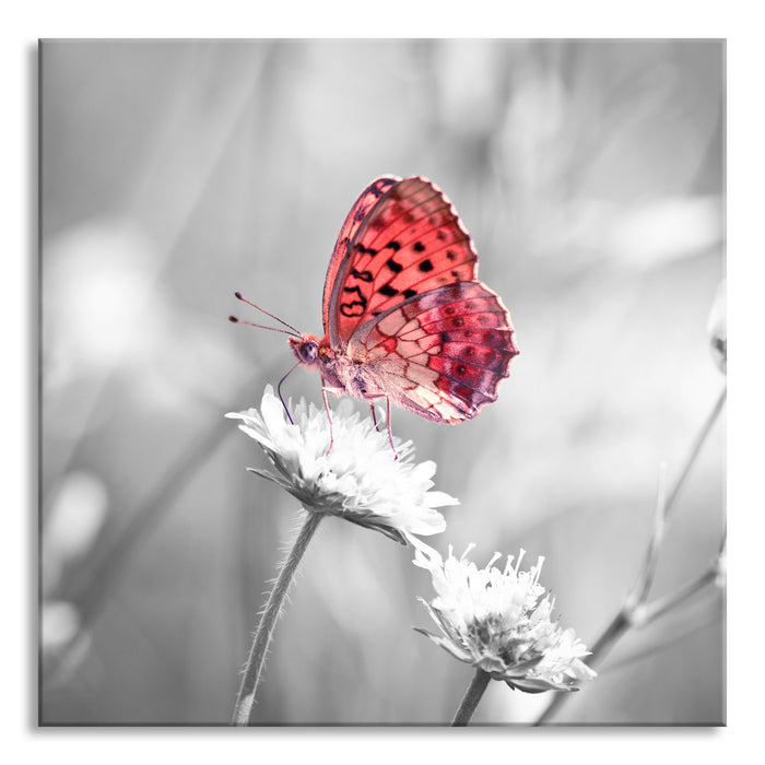 Schmetterling auf Blüte, Glasbild Quadratisch