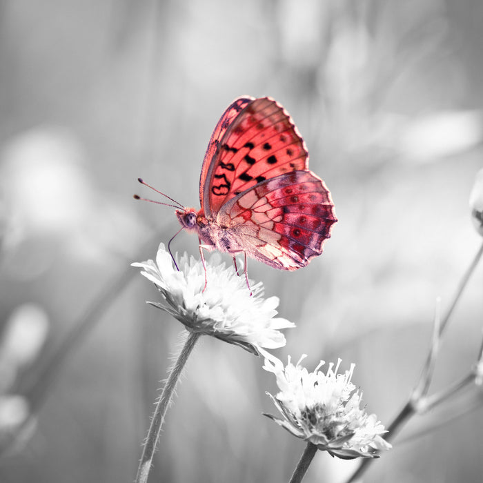 Schmetterling auf Blüte, Glasbild Quadratisch