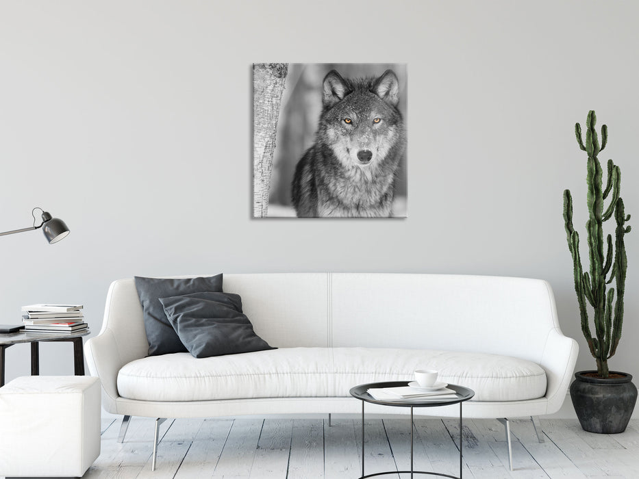 wunderschöner wachsamer Wolf, Glasbild Quadratisch