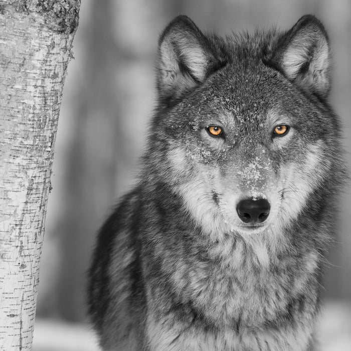 wunderschöner wachsamer Wolf, Glasbild Quadratisch